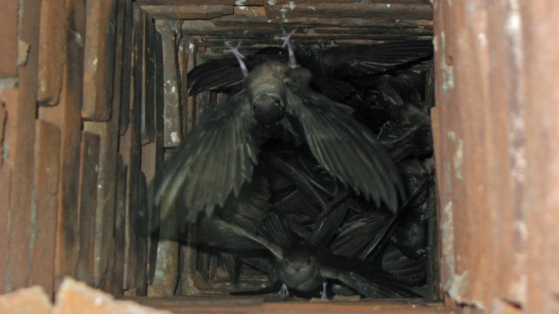 Animal Removal & Exclusion