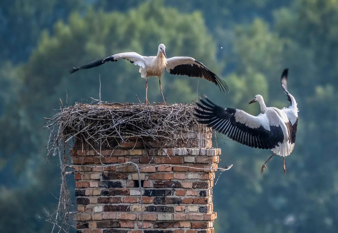 Chimney Nest Removal